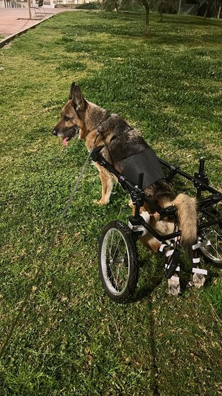 Silla de Ruedas Ortopédica para Perros