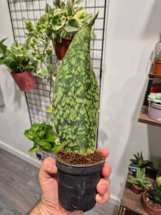 Sansevieria Masoniana