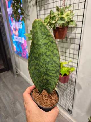 Planta Sansevieria Masoniana