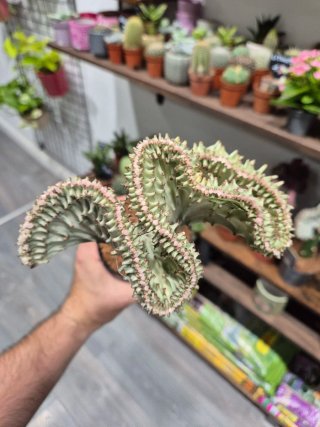 Cactus Euphorbia Lactea Crestada Coral planta