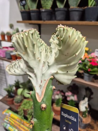 Cactus Euphorbia Lactea Crestada Coral planta