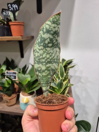 Planta Sansevieria Masoniana