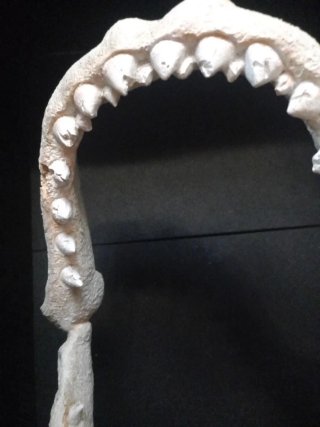 Decoración Acuario Mandíbula de Tiburón