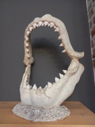 Decoración Acuario Mandíbula de Tiburón