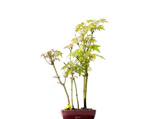Bonsái Bosque Acer Palmatum
