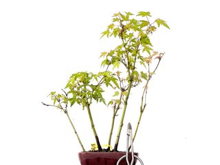 Bonsái Bosque Acer Palmatum