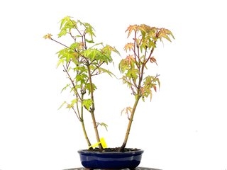 Bonsái Bosque de Acer Palmatum