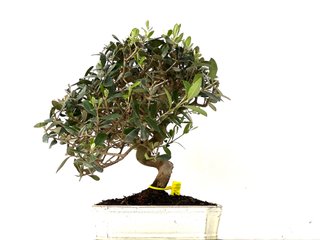 Olea Europaea 0179