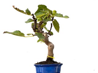 Ficus Carica 0178