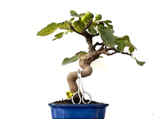Ficus Carica 0178