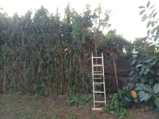 Jardinero mantenimiento y limpieza de parcelas