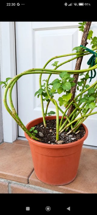 Senecio Angulatus trepador 1.80m