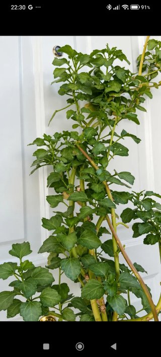 Senecio Angulatus trepador 1.80m