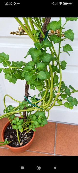 Senecio Angulatus trepador 1.80m