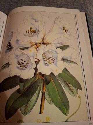 Botánica guía práctica para el aficionado