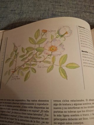 Botánica guía práctica para el aficionado