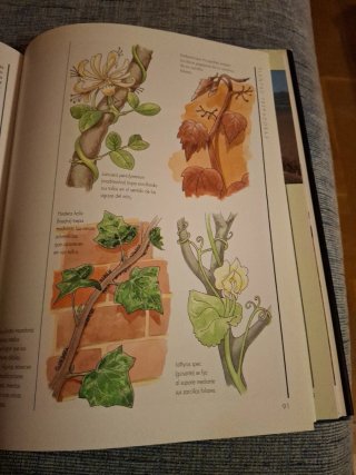 Botánica guía práctica para el aficionado