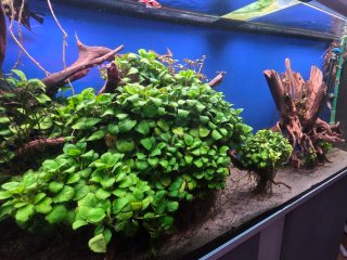 Acuario Completo 240 Litros