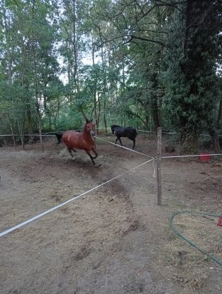 Alquiler cuadras.