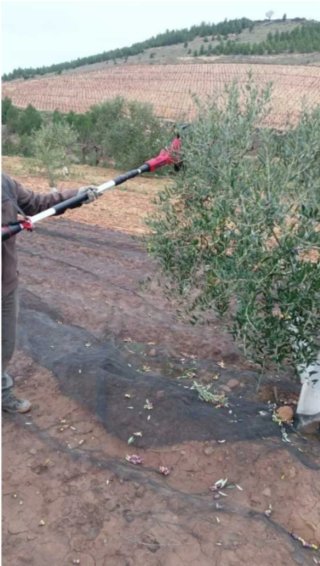 Alquiler Vareador de Aceitunas Einhell