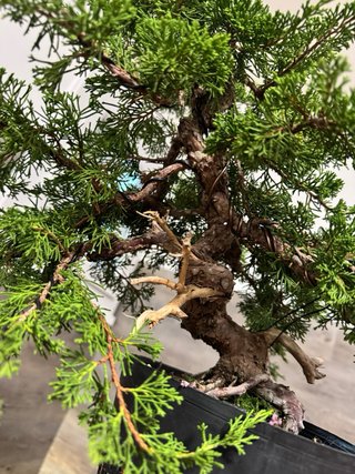 Bonsai JUNÍPERO CHINO — Juniperus chinensis