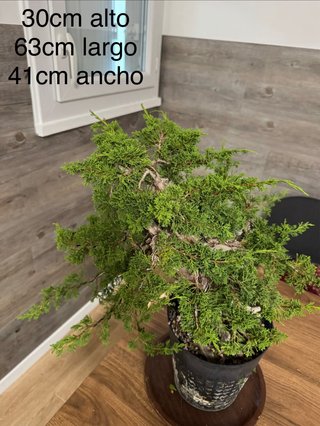 Bonsai JUNÍPERO CHINO — Juniperus chinensis