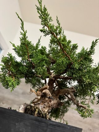 Bonsai JUNÍPERO CHINO — Juniperus chinensis