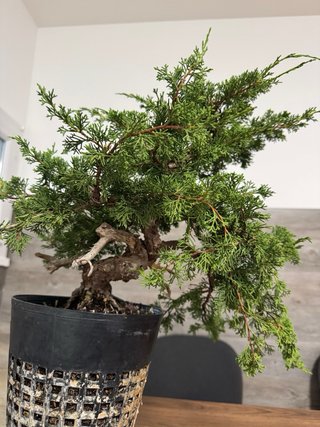 Bonsai JUNÍPERO CHINO — Juniperus chinensis