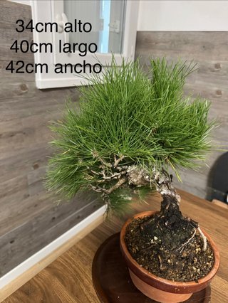 Bonsai Pino Negro Japonés / Pinus thunbergii