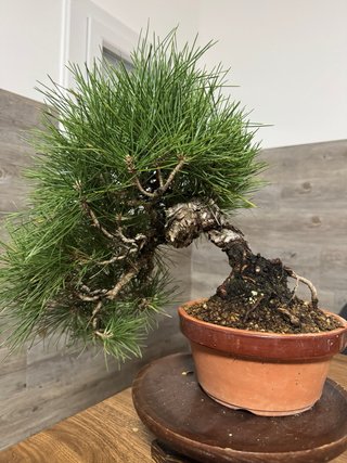 Bonsai Pino Negro Japonés / Pinus thunbergii