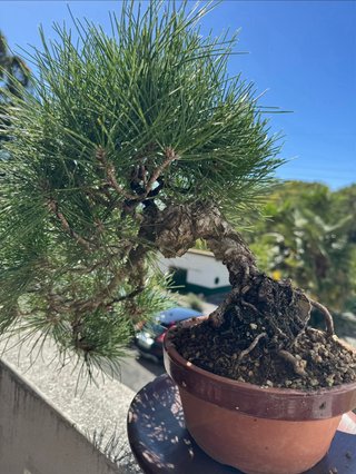 Bonsai Pino Negro Japonés / Pinus thunbergii