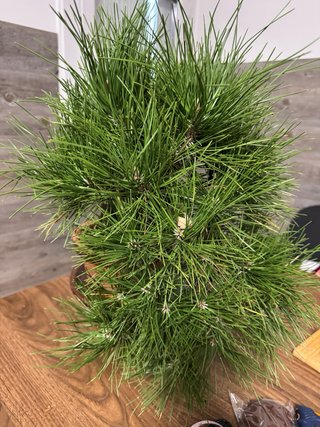 Bonsai Pino Negro Japonés / Pinus thunbergii