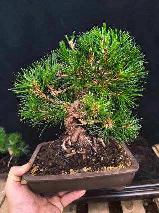 Bonsái Pinus Thunbergii
