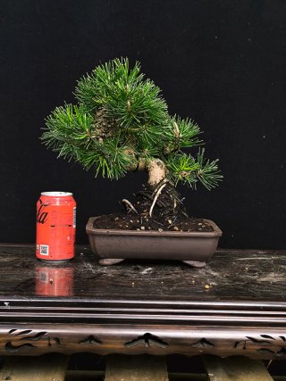bonsai pino negro