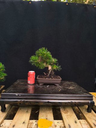bonsai pino negro