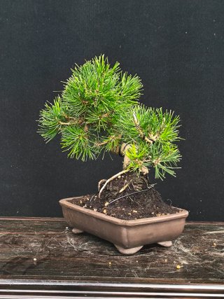 bonsai pino negro
