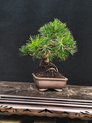 bonsai pino negro