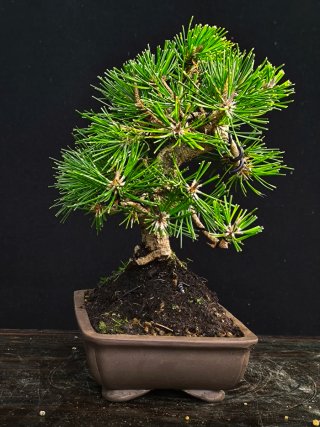 bonsai pino thunbergii