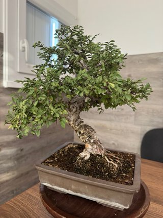 Bonsai Olmo/  Chino Ulmus parvifolia