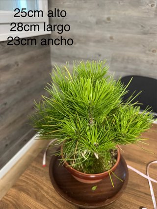 Bonsai PINO NEGRO JAPONÉS/ Pinus thunbergii