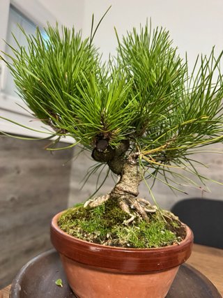 Bonsai PINO NEGRO JAPONÉS/ Pinus thunbergii