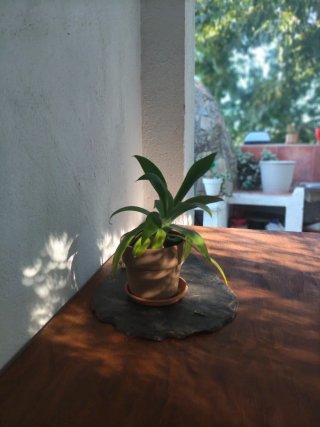 Mesa de Madera Antigua