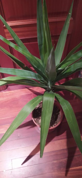 Planta Yuca