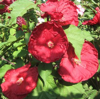 Pianta Hibiscus XXL Robert Fleming Rosso