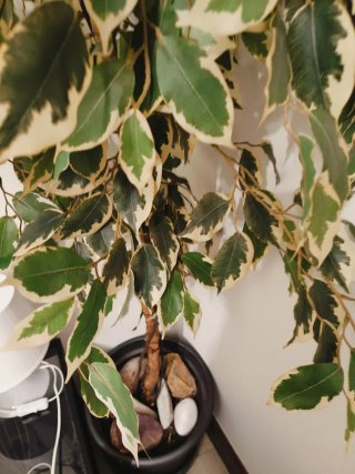Planta Artificial Decorativa