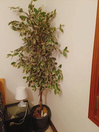 Planta Artificial Decorativa