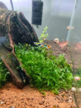 Musgo Pelia para acuario