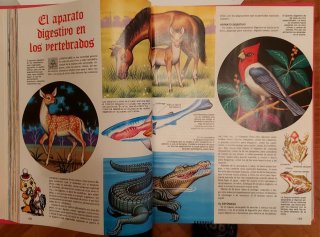 El libro gordo de Petete
