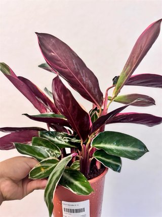 Planta Calathea Triostar