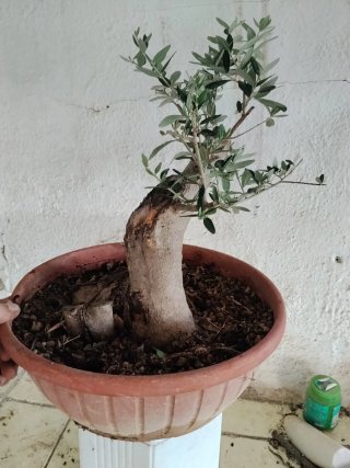 Bonsai acebuche